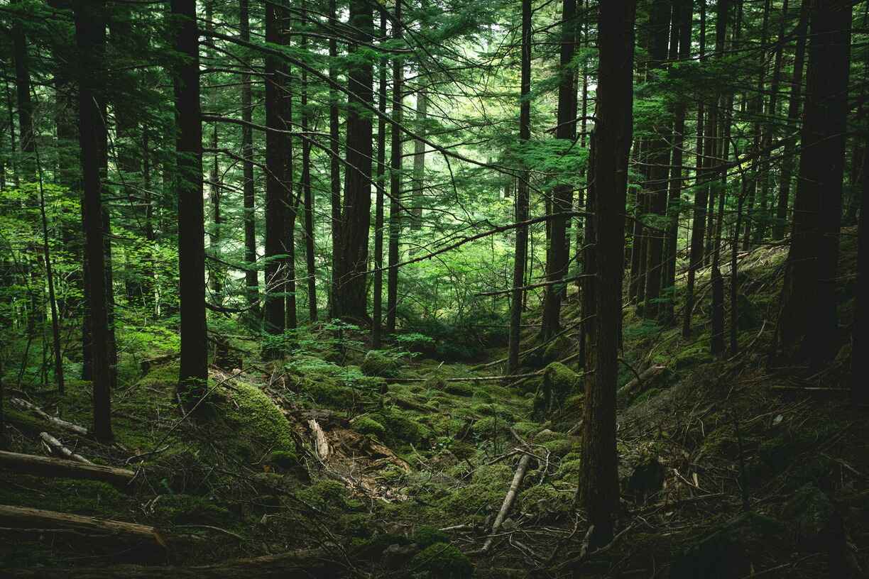 Forest stand in BC
